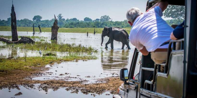 All inclussive Udawalawa National Park Safari From Colombo - Wildlife you should actually look for during your drives