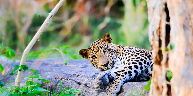 Anuradhapura: Full-Day Wilpattu All Inclusive Private Safari - Key things to know before you go