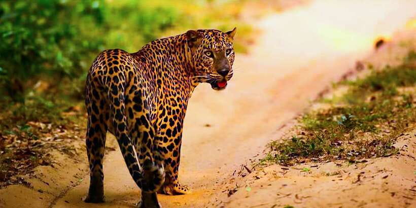Anuradhapura: Full-Day Wilpattu All Inclusive Private Safari - Leopard searching in Wilpattu, and why it takes patience