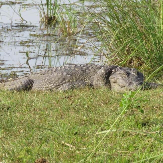 Anuradhapura: Full-Day Wilpattu All Inclusive Private Safari - Forest trails, open plains, and natural lakes