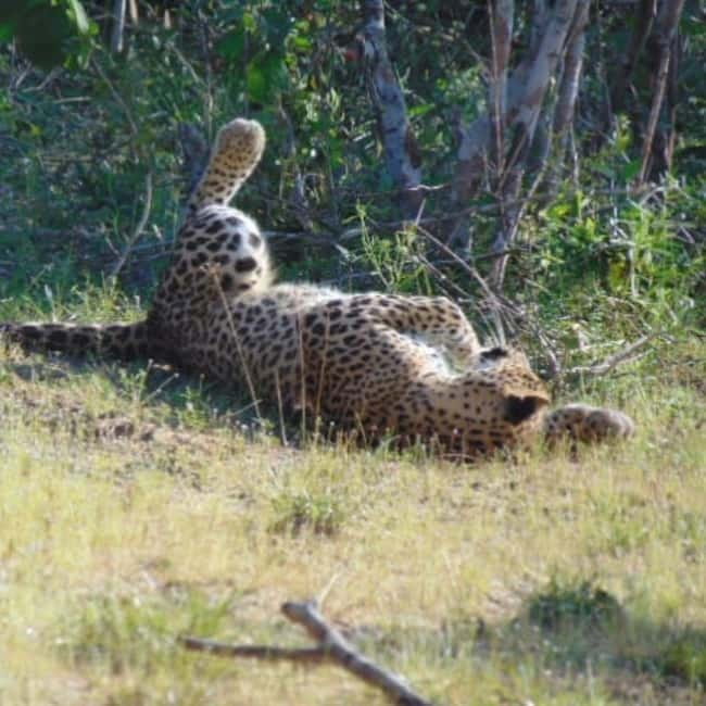 Anuradhapura: Full-Day Wilpattu All Inclusive Private Safari - After lunch: the second half of the hunt