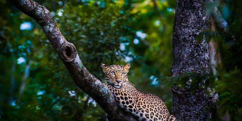 Anuradhapura: Full-Day Wilpattu All Inclusive Private Safari - Private safari mechanics that can improve your odds
