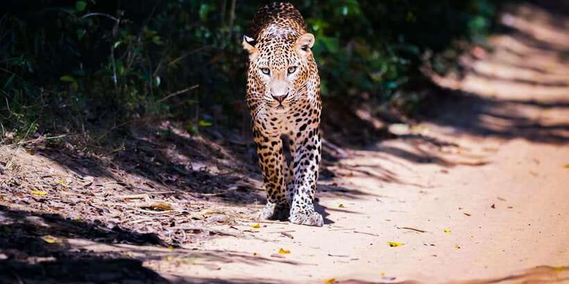 Anuradhapura: Full-Day Wilpattu All Inclusive Private Safari - The pickup that sets the tone in Anuradhapura area