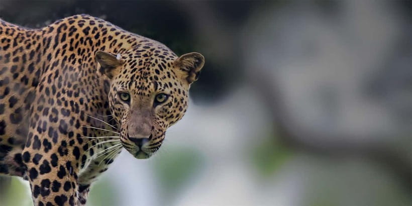 Arugam Bay: Yala Safari & DropOff in Ella - Safari + Transit - Key things that make this safari-day worth your time