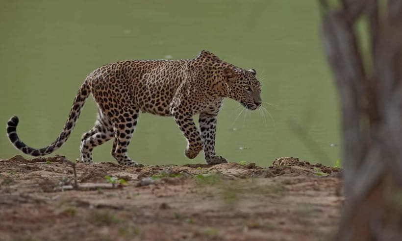 Arugam Bay: Yala Safari & DropOff in Ella - Safari + Transit - Block 1 safari drives: what you can realistically hope to see
