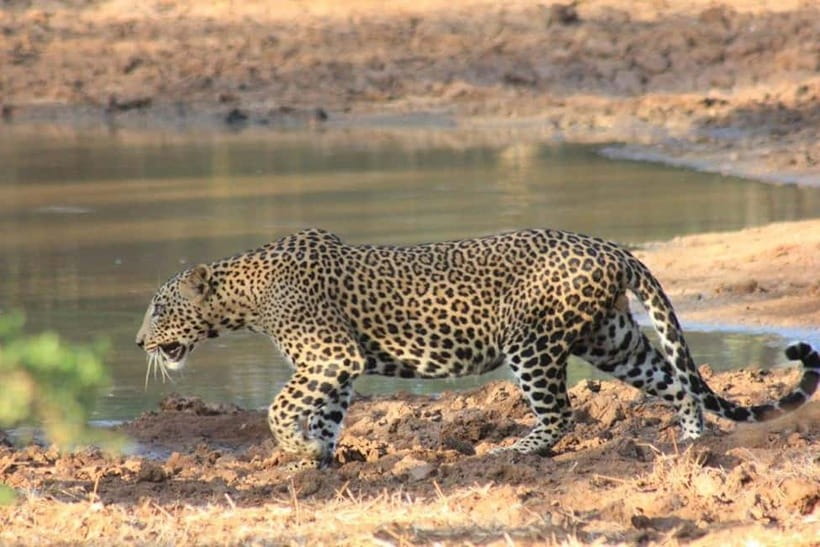 Arugam Bay: Yala Safari & DropOff in Ella - Safari + Transit - The Patanangala break: a short reset that keeps the day comfortable