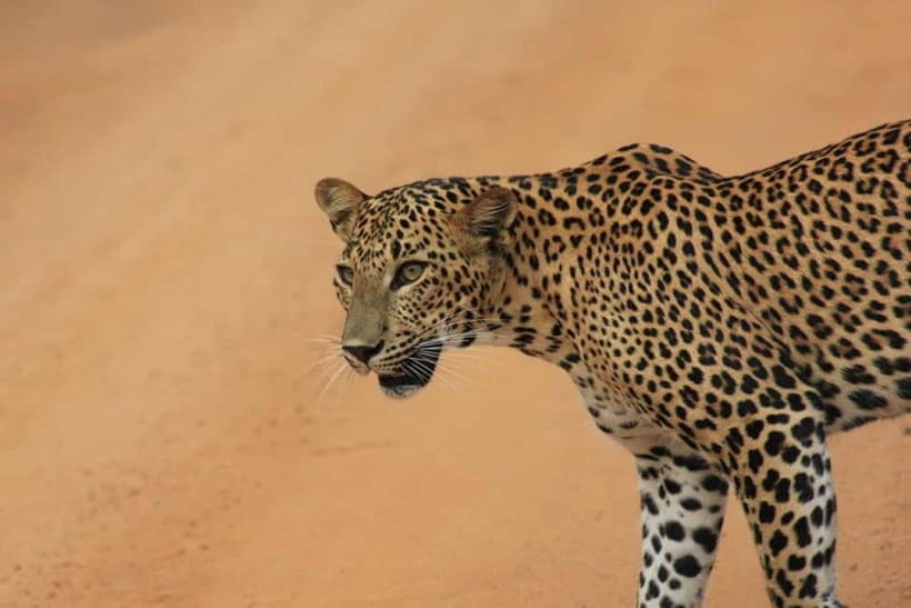 Arugam Bay: Yala Safari & DropOff in Ella - Safari + Transit - After the safari, Ella is your easy win