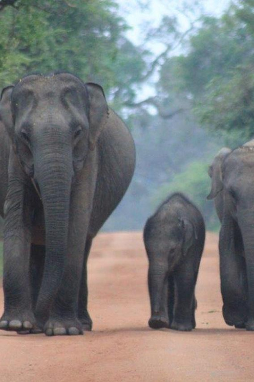 Arugam Bay: Yala Safari & DropOff in Ella - Safari + Transit - Price and value: what $84 buys, and what you still need to pay