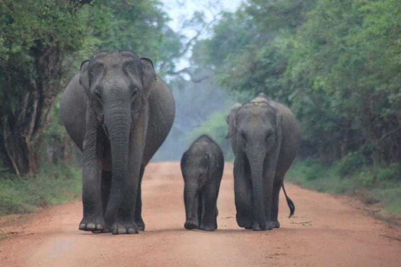 Arugam Bay: Yala Safari & DropOff in Ella - Safari + Transit - Sustainability and local support, in the way it should be