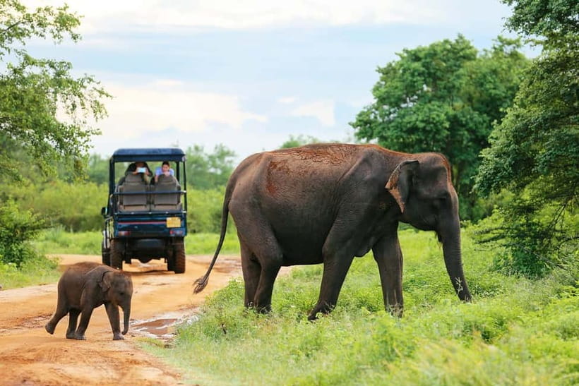 Arugam Bay: Yala Safari & DropOff in Ella - Safari + Transit - The jeep details that actually affect your viewing