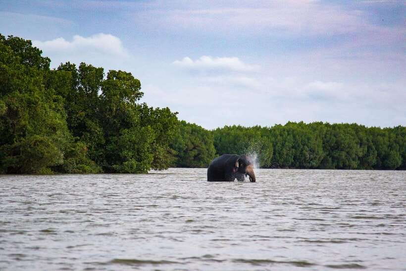 Arugambay :Pottuvil Lagoon Mangrove Eco Boat Safari Tours - Tuk Tuk Pickup, Then Calm Starts Fast