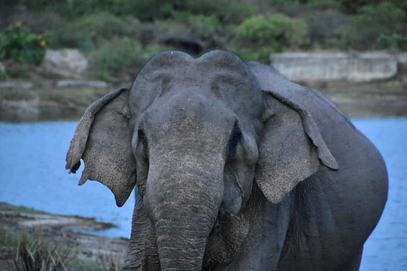 Arugambay :Pottuvil Lagoon Mangrove Eco Boat Safari Tours - Wildlife Moments, Elephants, Crocodiles, Bats, and More