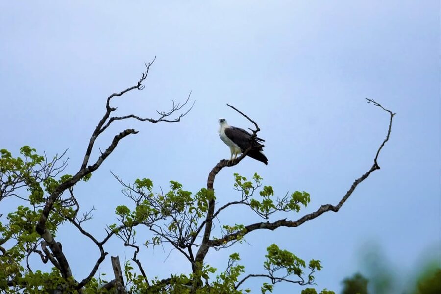 Arugambay :Pottuvil Lagoon Mangrove Eco Boat Safari Tours - What You Get Included, and Why the Price Feels Fair