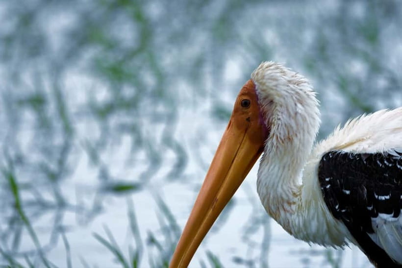 Arugambay :Pottuvil Lagoon Mangrove Eco Boat Safari Tours - Who This Safari Is Best For