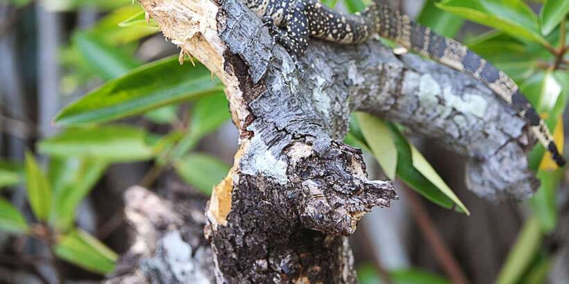 Bentota beach, River Mangroves lagoon, Wildlife Tour - Key things I’d watch for on this tour