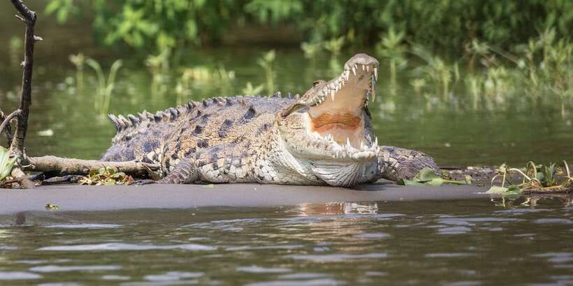 Bentota beach, River Mangroves lagoon, Wildlife Tour - FAQ