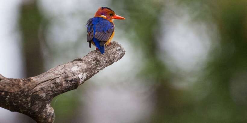 Bentota beach, River Mangroves lagoon, Wildlife Tour - Bentota River safari: slow boat watching in mangrove habitat