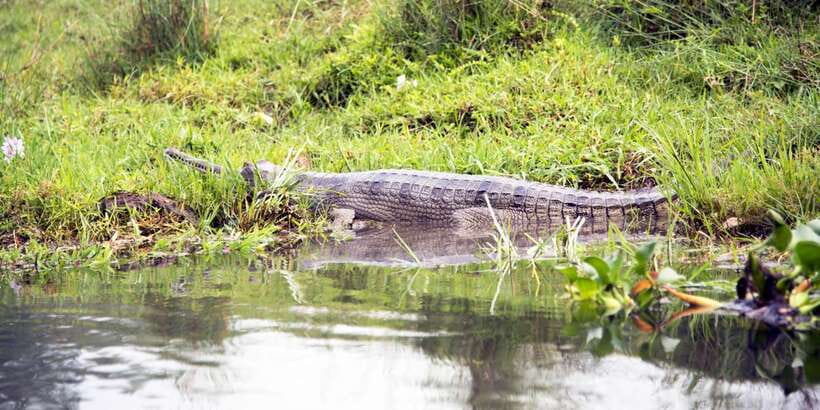 Bentota beach, River Mangroves lagoon, Wildlife Tour - Wildlife you may see, and how to spot it without getting tunnel vision