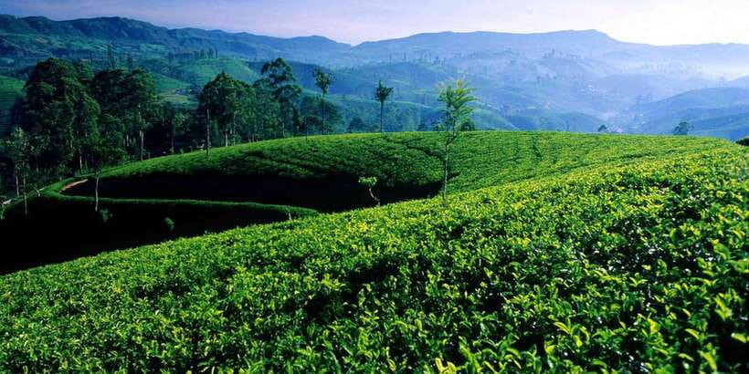 Bentota/Kalutara/Hikkaduwa/Galle/Mirissa: Day Trip to Ella - Key things to know before you go