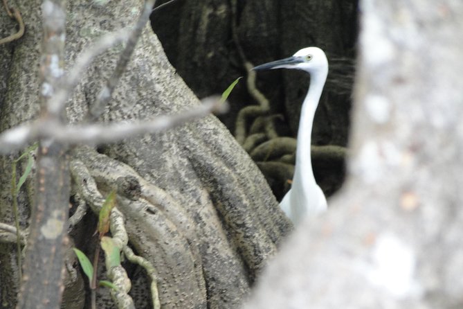 Bentota River Safari - Key things to know before you go
