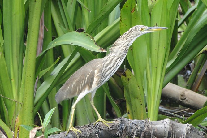 Bentota River Safari - Private tour with up to four people, plus real flexibility