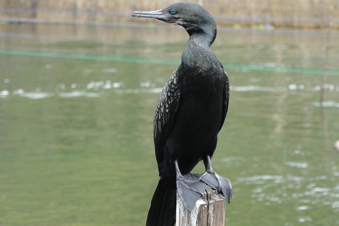 Bentota River Safari - What happens on the water: Bentota River and the mangroves