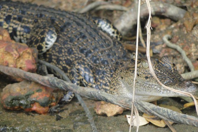 Bentota River Safari - Admission, guides, and what’s included in the price