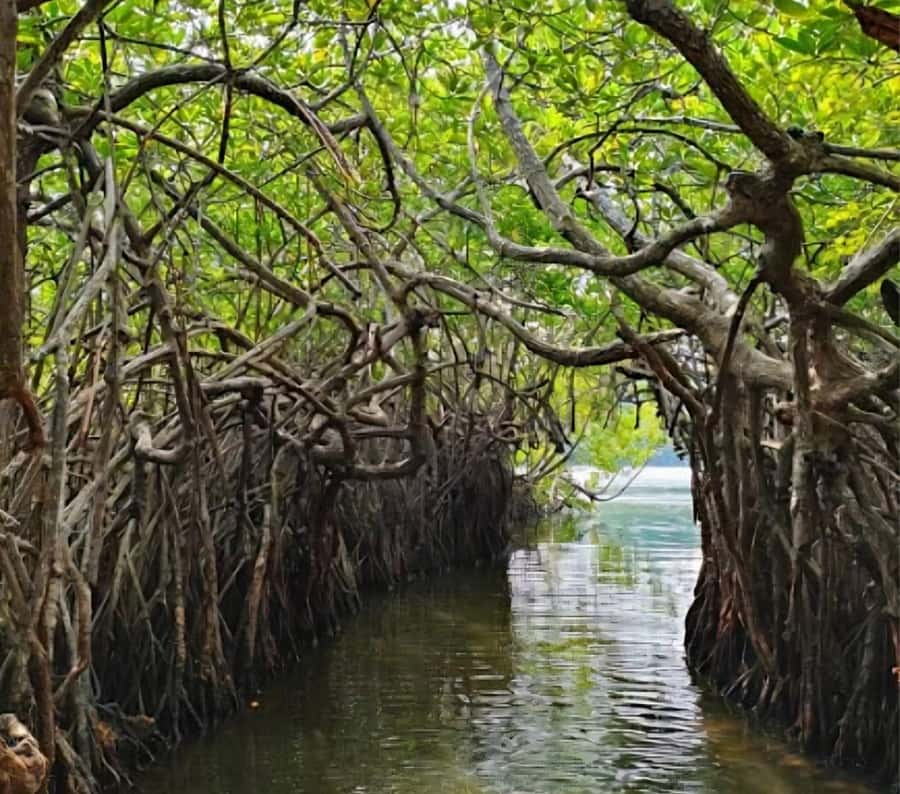 Bentota River Safari -Ahungalla/Bentota/Aluthgama/Kosgoda - Key points worth knowing before you go