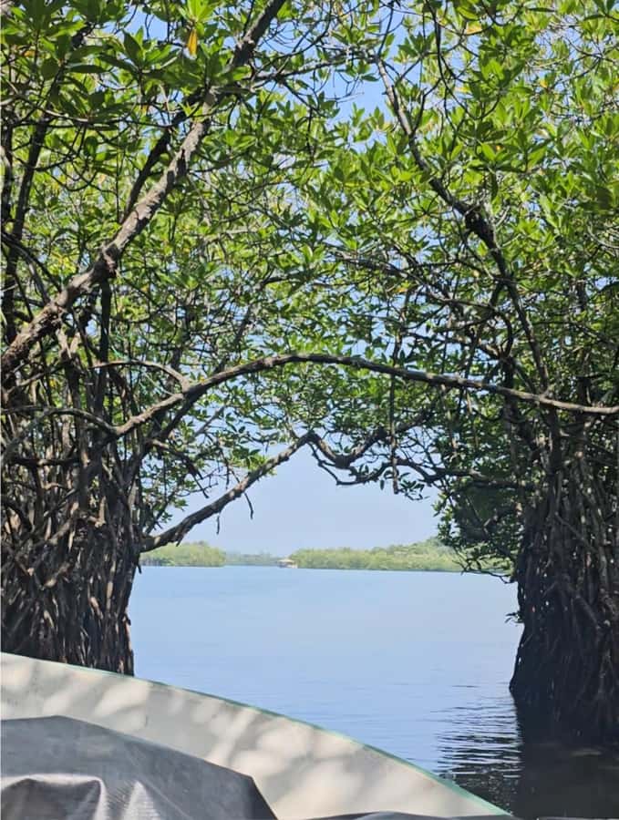 Bentota River Safari -Ahungalla/Bentota/Aluthgama/Kosgoda - Should you book the Bentota River Boat Safari with Dim Tours Sri Lanka?