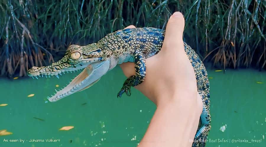 Bentota River Safari -Ahungalla/Bentota/Aluthgama/Kosgoda - Mangroves and wildlife: what to expect to see on the lagoon safari