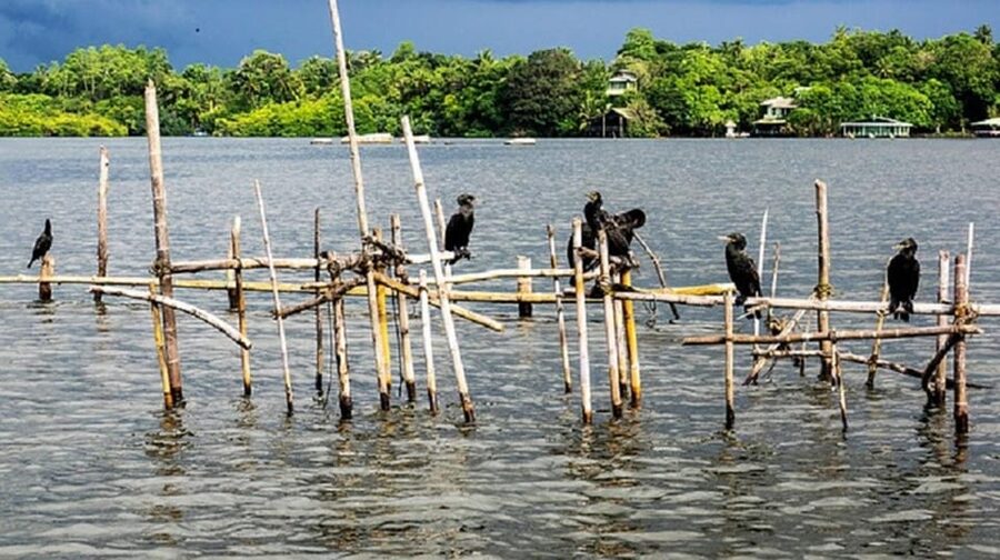 Bentota River Safari -Ahungalla/Bentota/Aluthgama/Kosgoda - Price and value: what $80 covers, and what it does not