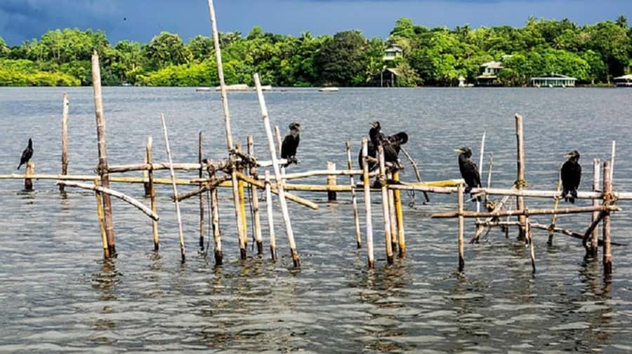 Bentota River Safari -Ahungalla/Bentota/Aluthgama/Kosgoda - Private group comfort, language support, and accessibility