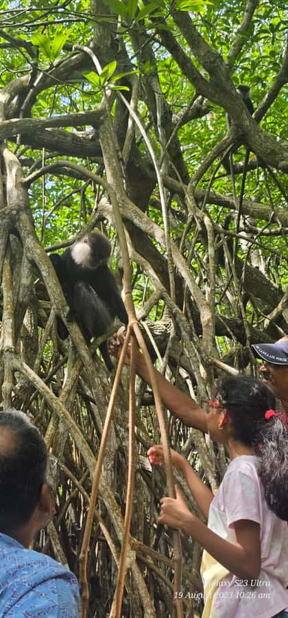Bentota River Safari -Ahungalla/Bentota/Aluthgama/Kosgoda - Where you start and where you end: planning your rest of day