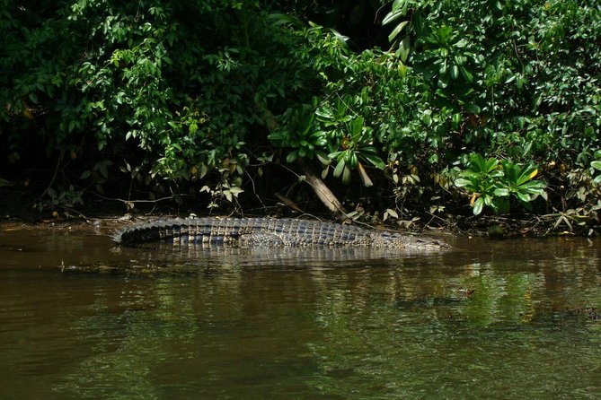 Bentota River Safari By BTM (Mangrove & Wildlife Encounter) - Why this Bentota River cruise feels worth your time