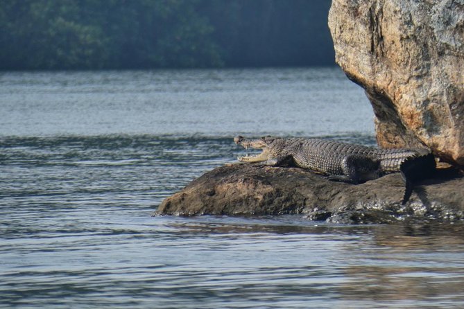Bentota River Safari By BTM (Mangrove & Wildlife Encounter) - Price and value: what $32 buys you here