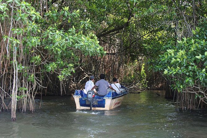 Bentota River Safari By BTM (Mangrove & Wildlife Encounter) - What the cruise includes during your 2-hour Bentota River session