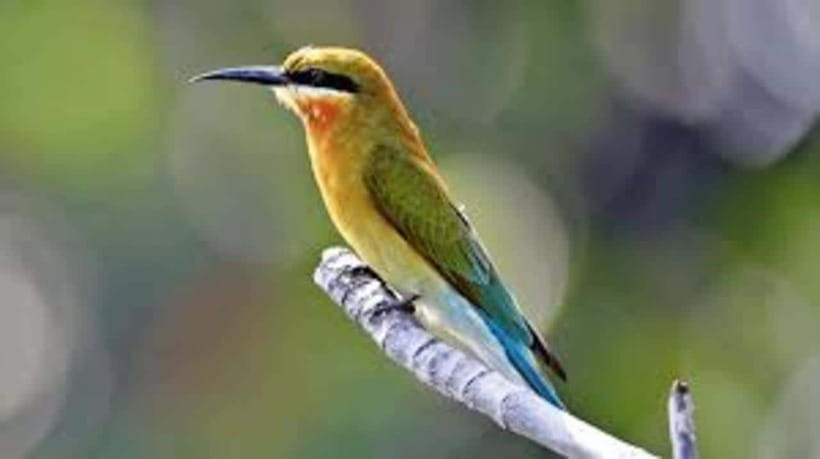 Bentota: River Safari with Hotel Pickup and Drop-Off - Hotel pickup and drop-off: Bentota, Beruwala, Induruwa, and beyond