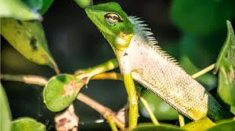Bentota: River Safari with Hotel Pickup and Drop-Off - The “break time” and photo stop: how to use your time well