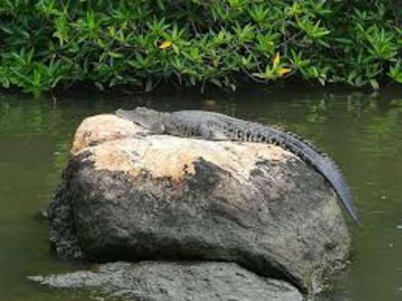 Bentota: River Safari with Hotel Pickup and Drop-Off - Who this Bentota safari is for (and who should skip it)