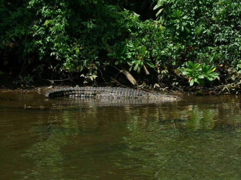 Bentota River Safari with Mangrove and Wildlife Encounter - Guide names you’ll keep seeing: Nihal, Harindra, Sumal, Sam