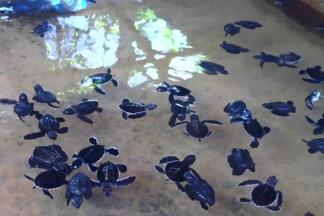 Bentota Village Tour with River Safari & Tea Plantation/Factory - All Inclusive - Turtle conservation project: why it fits the river day