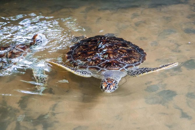 Bentota Village Tour with River Safari & Tea Plantation/Factory - All Inclusive - All inclusive pricing: where the value really shows up