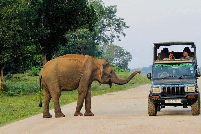 Best Value Yala Safari: Spot Leopards, Elephants & Bears (Shared) - Yala safari basics, shared jeep style