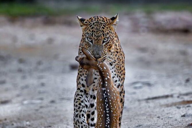 Best Value Yala Safari: Spot Leopards, Elephants & Bears (Shared) - How guides increase your odds: clues, patience, and not crowd-following