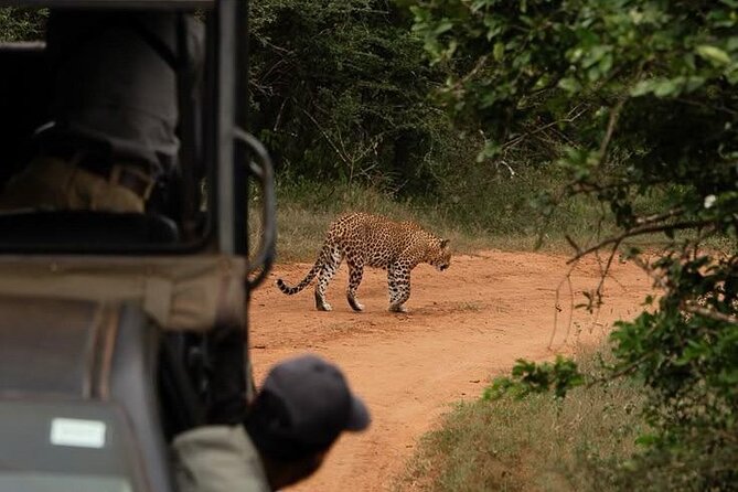Best Value Yala Safari: Spot Leopards, Elephants & Bears (Shared) - What a typical safari drive feels like (and why it matters)