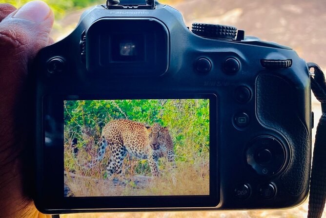 Best Value Yala Safari: Spot Leopards, Elephants & Bears (Shared) - Birds, bears, and the wildlife mix beyond the big cats