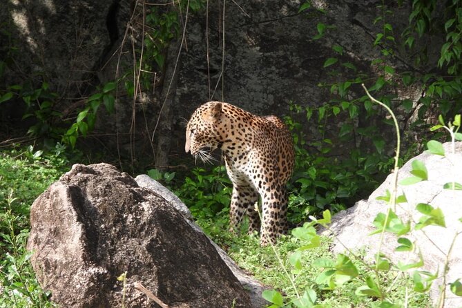 Best Value Yala Safari: Spot Leopards, Elephants & Bears (Shared) - Photo and comfort tips that match this safari style