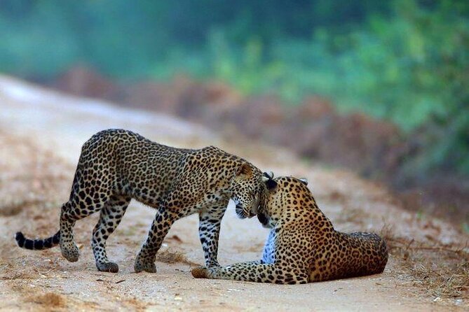 Best Value Yala Safari: Spot Leopards, Elephants & Bears (Shared) - Comfort and logistics: how to plan your start