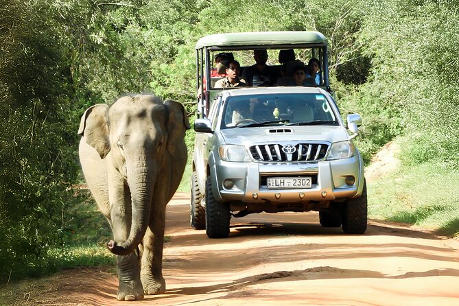 Best Yala Shared Leopard Safari: Tissamaharama Wildlife Tours - Yala National Park: why leopards are only half the story