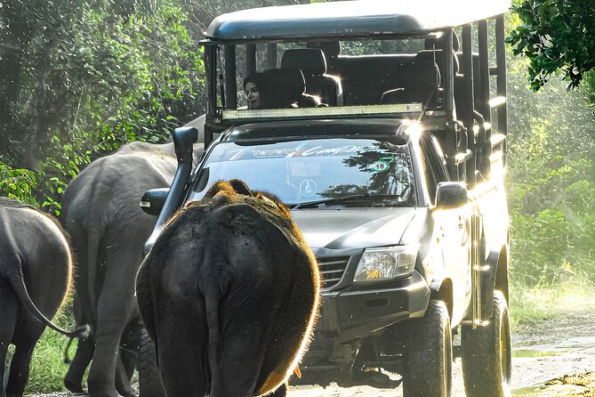 Best Yala Shared Leopard Safari: Tissamaharama Wildlife Tours - Small-group, shared-jeep format: what you gain with max 6 travelers